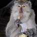 monkey_macaque_balinese_mf_ubud_v_0927_bal4642.jpg